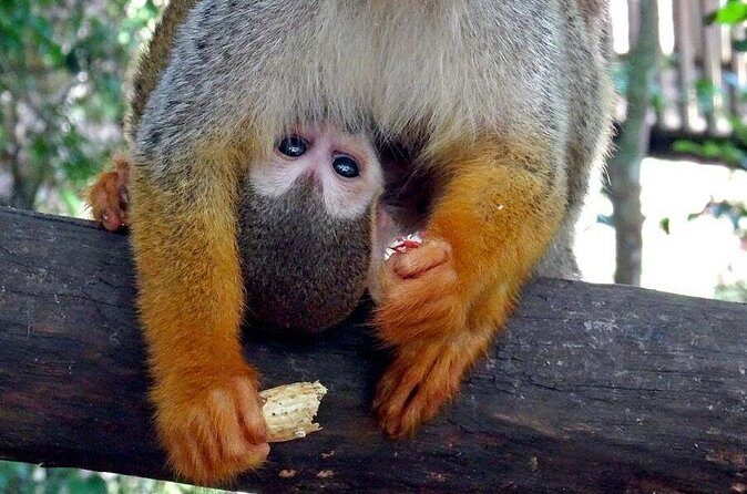 Monkeyland and Zipline Adventure from Puerto Plata - FAQ