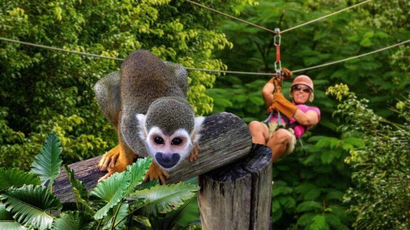 Monkeyland Punta Cana Natural Jungle and Guided Safari Tour - An In-Depth Look at the Tour Experience
