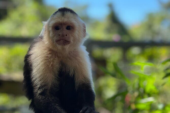 Monkeys and Sloths in their Natural Habitat Roatan Eco Tour - A Detailed Look at the Roatán Eco Tour Experience