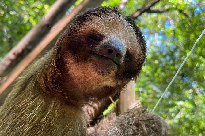 Monkeys and Sloths in their Natural Habitat Roatan Eco Tour - In-Depth Review of the Itinerary