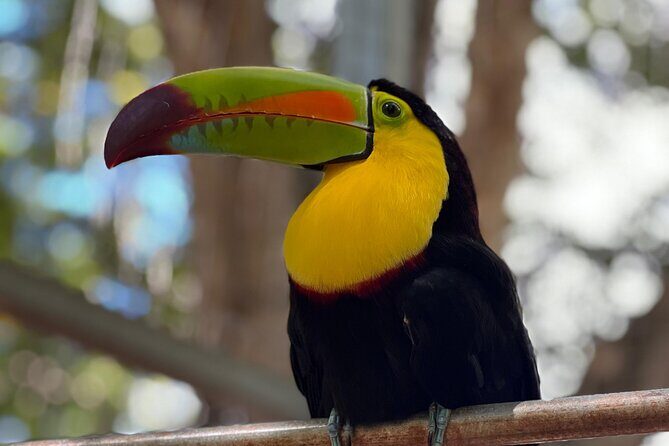 Monkeys and Sloths in their Natural Habitat Roatan Eco Tour - FAQ