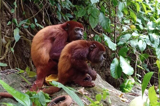 Monkeys Creek: An Extreme Tropical Forest Hiking Adventure - A Closer Look at Monkeys Creek: An Authentic Tropical Trek