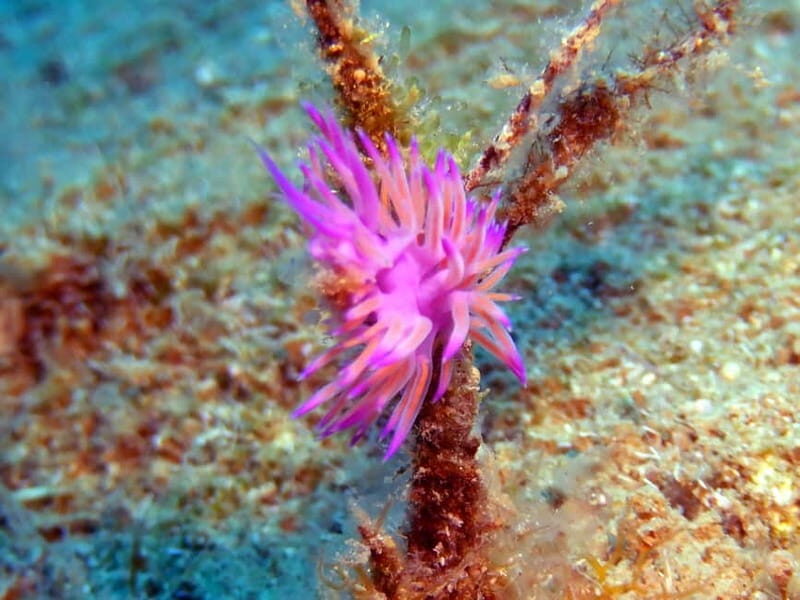 Mononaftis: Certified Scuba Diving - Key Points