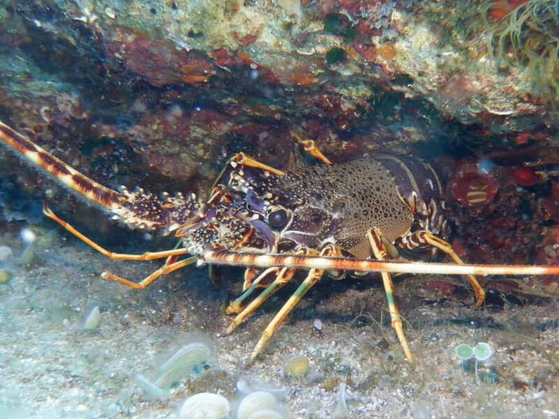 Mononaftis: Certified Scuba Diving - The Sum Up: Who Should Consider This Experience?