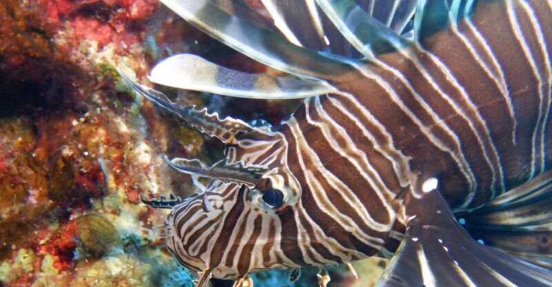 Mononaftis: Certified Scuba Diving - FAQ