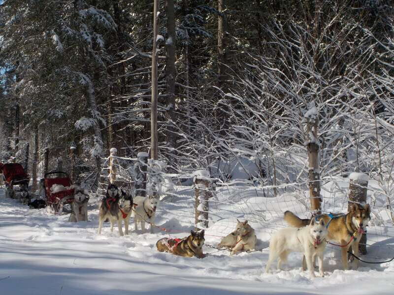 Mont-Tremblant: Dogsledding Valley Adventure - A Detailed Look at the Mont-Tremblant Dogsledding Valley Adventure