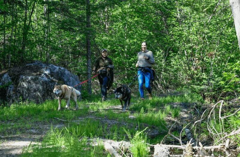 Mont-Tremblant: Sled Dog Hiking Experience - Key Points
