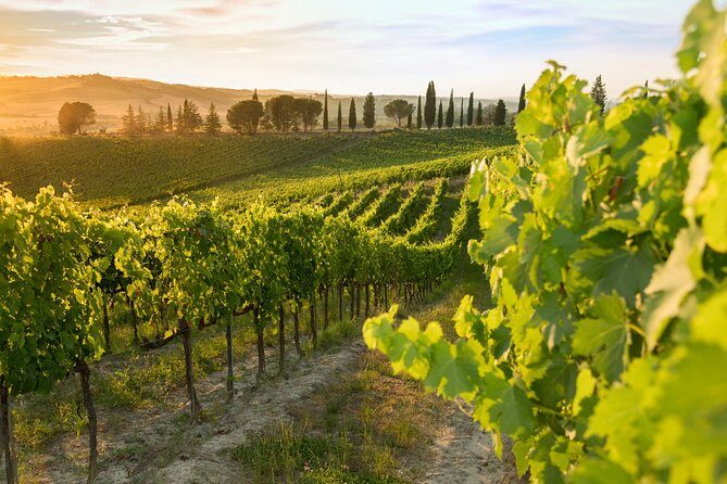 Montalcino: Brunello Wine Tasting Experience - Final Thoughts: Who Should Consider This Tour?