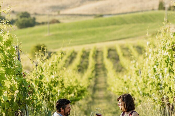 Montalcino: exclusive picnic in the vineyard with wine basket - An In-Depth Look at the Montalcino Vineyard Picnic