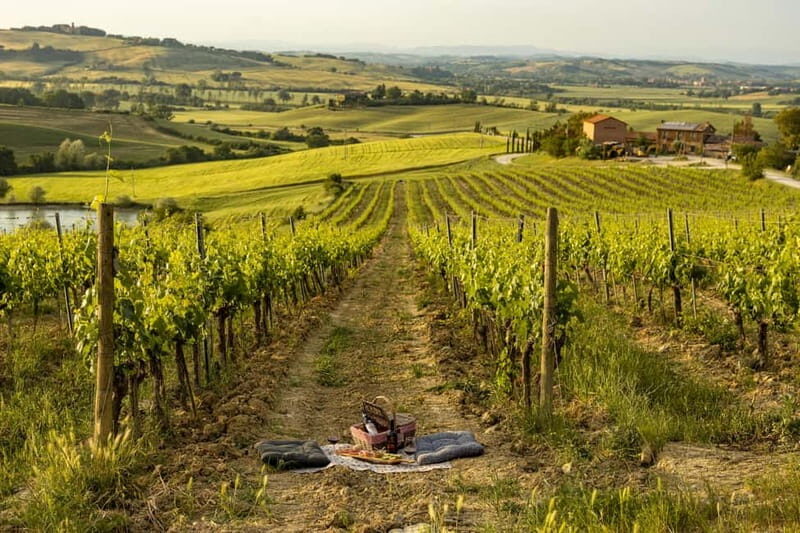 Montalcino: Vineyard Picnic with Rosso di Montalcino Wine - The Sum Up: Why Choose This Experience?