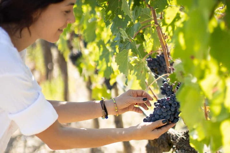 Montalcino: Winery Tour & Brunello Vertical Tasting - Authentic Insights from Reviews