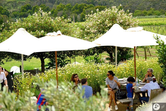 Montalto Vineyard: Mornington Peninsula Discovery Wine Tasting and Lunch - An In-Depth Look at the Montalto Discovery Experience