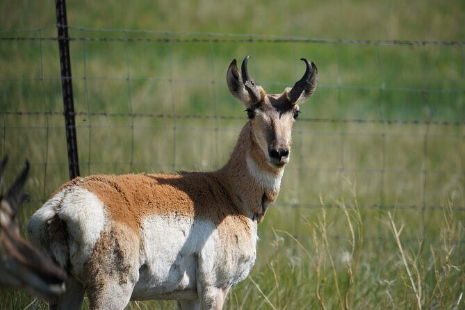 Montana Old West Towns: Virginia and Nevada City Private Tour - Key Points