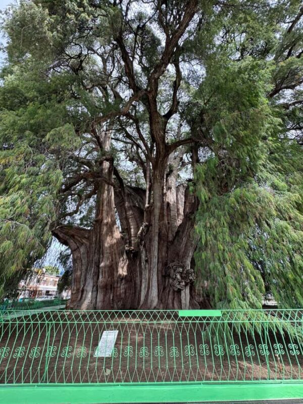 Monte Albán and Mitla Day Tour - A Deep Dive into Oaxaca’s Treasures