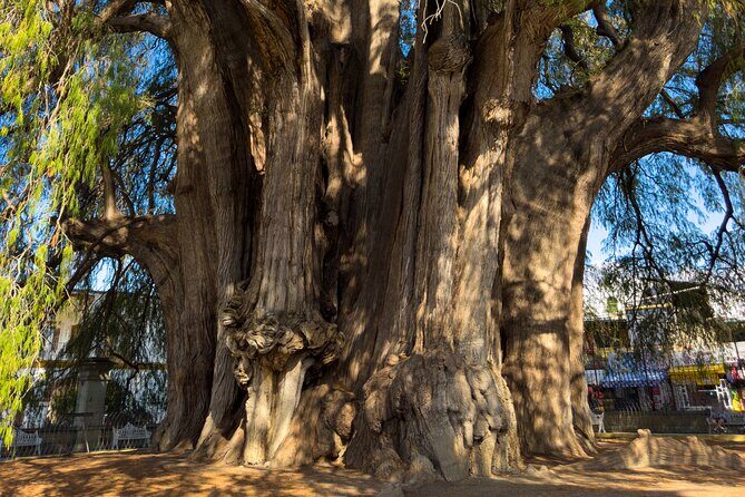 Monte Alban Tree of the Tule Mezcal and Teotitlan del Valle Tour - FAQ