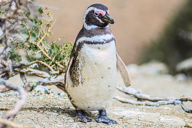 Monte Leon 4x4 Sea Lions and Penguins - Transportation and Logistics: What to Expect