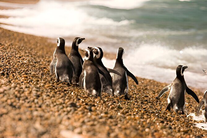 Monte Leon 4x4 Sea Lions and Penguins - FAQ