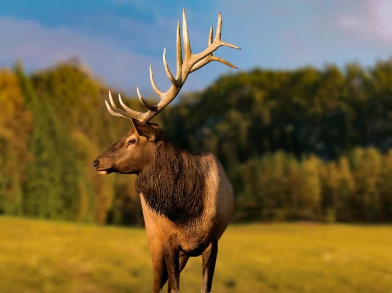Montebello, QC: General Admission to Parc Omega - An In-Depth Look at Parc Omega