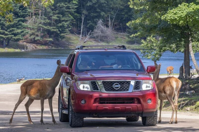 Montebello, QC: General Admission to Parc Omega - Practical Tips for Visiting