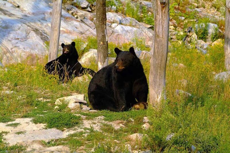 Montebello, QC: General Admission to Parc Omega - FAQ