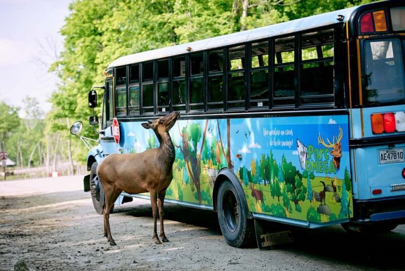 Montebello, QC: Morning VIP Tour at Parc Oméga - Key Points