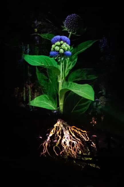 Montebello, QC: Omega Park ONIRO Immersive Experience at Night - A Detailed Look at What You Can Expect