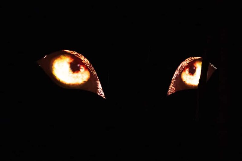 Montebello, QC: Omega Park ONIRO Immersive Experience at Night - Who Will Enjoy This Experience?