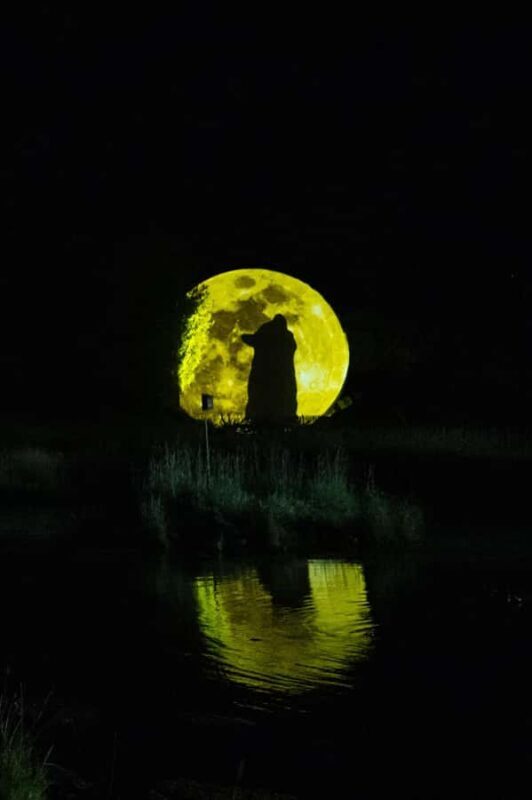 Montebello, QC: Parc Omega ONIRO Immersive Experience at Night - Accessibility and Practicalities