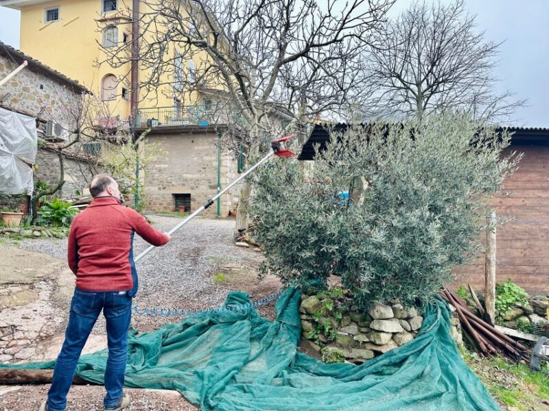 Montecatini Terme: Olive Grove Tour with Oil Tasting - Who Will Love This Tour?