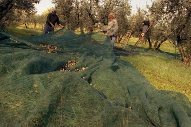 Montefalco: Winery and Oil Mill Tour in with Light Lunch - FAQ