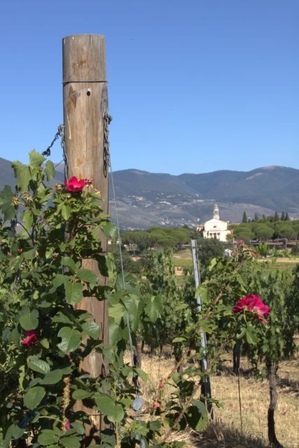 Montefalco: Winery and Vineyard Tour and Private Tasting - Who Will Enjoy This Tour Most?