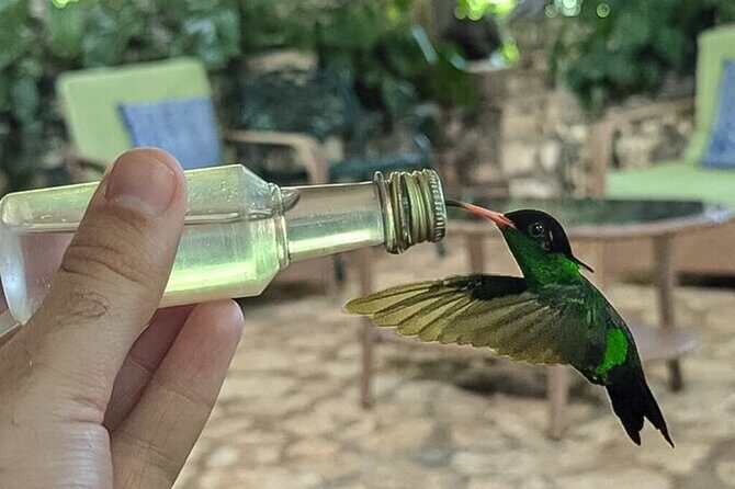 Montego Bay Bird Sancturary with Stunning Ocean Views - Experience the Vibrant Bird Life at Montego Bay Bird Sanctuary