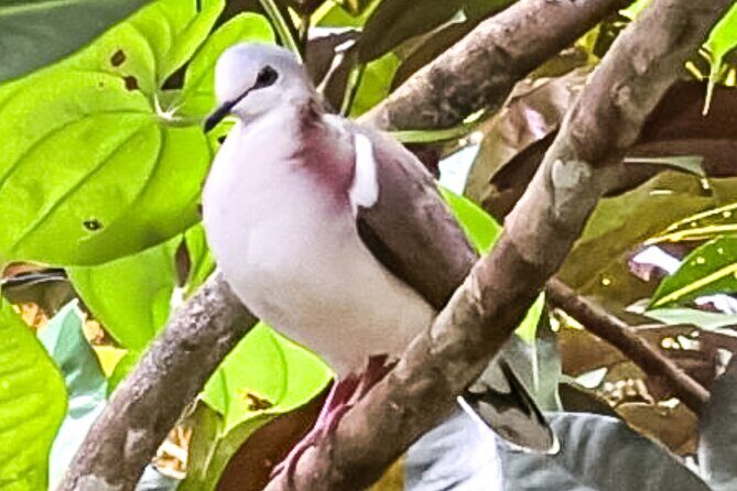 Montego Bay Bird Sancturary with Stunning Ocean Views - Frequently Asked Questions