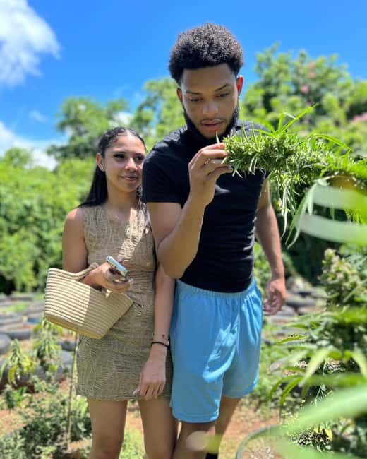 Montego Bay: Cannabis Farm, Bamboo Rafting, & Foot Massage - Who Will Love This Tour?