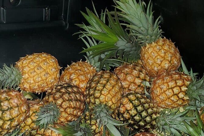 Montego Bay City and Food Tour All Inclusive Experience - The Highlights of the Itinerary