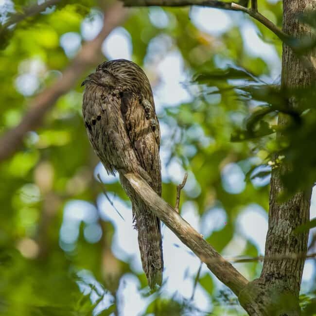 Montego Bay/Falmouth: Rockland Bird Sanctuary Private Tour - Exploring Jamaica’s Feathered Paradise: Rockland Bird Sanctuary Private Tour