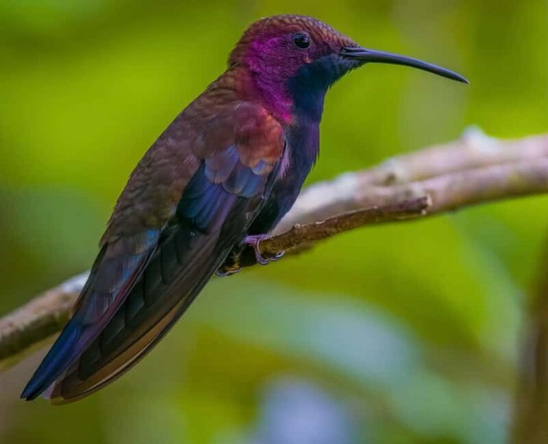 Montego Bay/Falmouth: Rockland Bird Sanctuary Private Tour - Final Thoughts: Who Is It Best For?