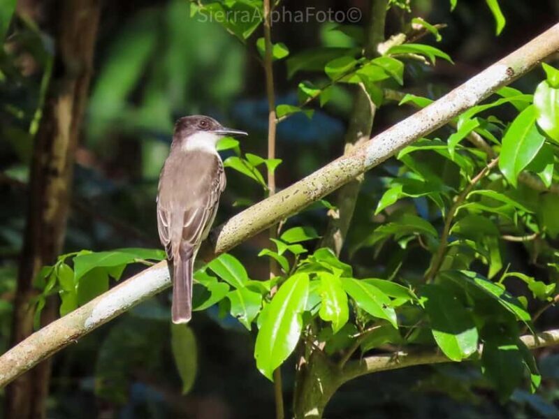 Montego Bay/Falmouth: Rockland Bird Sanctuary Private Tour - FAQ