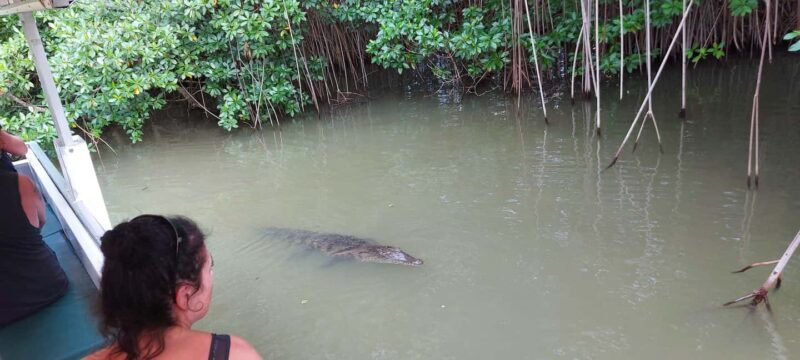 Montego Bay: Half-Day Black River Safari - Key Points