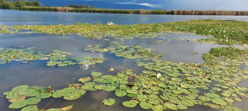 Montego Bay: Half-Day Black River Safari - Frequently Asked Questions