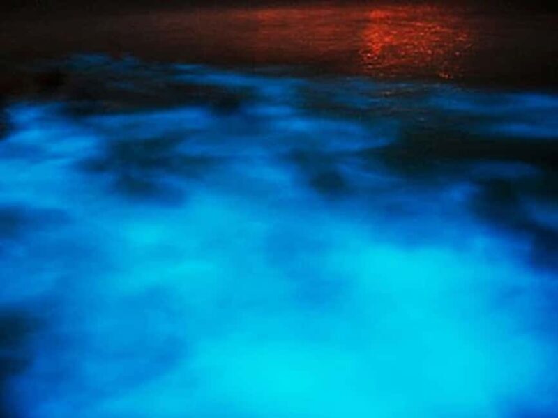 Montego Bay: Luminous Lagoon Night Tour by Boat - A Practical, Authentic Look at this Luminous Lagoon Tour