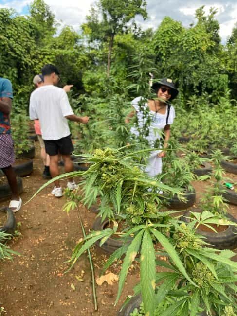Montego Bay: Marijuana Farm and Bird Sanctuary Tour - A Deep Dive into the Montego Bay: Marijuana Farm and Bird Sanctuary Tour