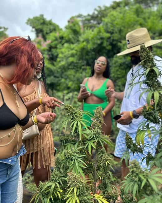 Montego Bay Marijuana Farm Private Tour - Key Points
