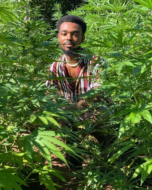 Montego Bay Marijuana Farm Private Tour - In The Sum Up