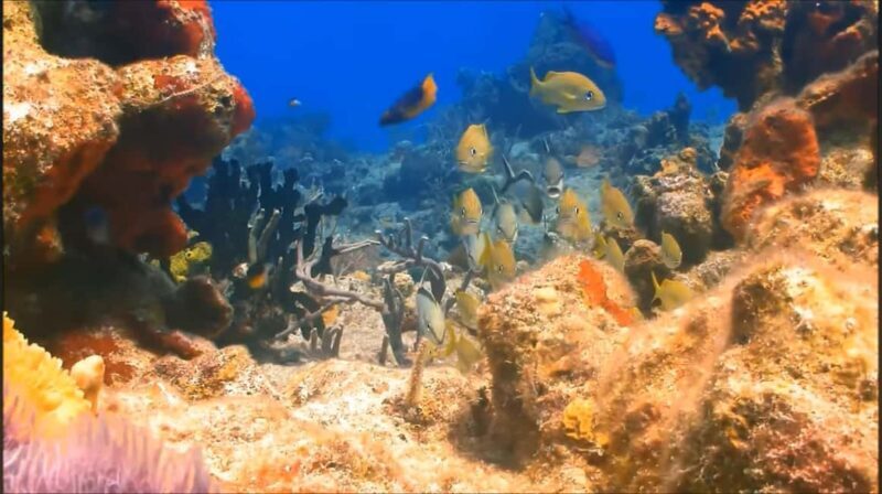 Montego Bay: Private Full-Day Tour to Negril - Key Points