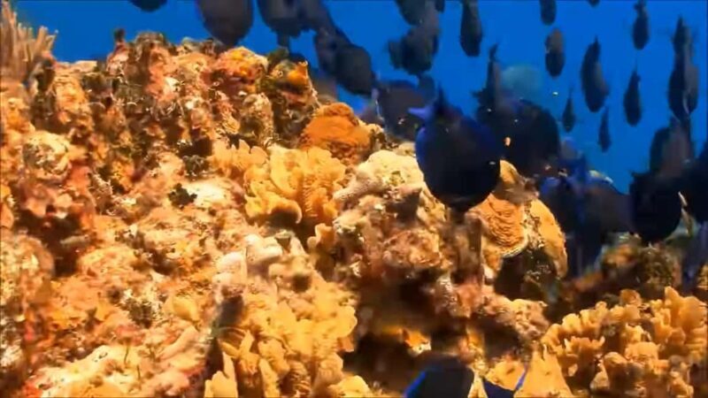 Montego Bay: Private Full-Day Tour to Negril - Who Should Consider This Tour?