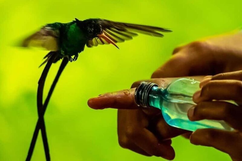 Montego Bay: Private Rocklands Bird Sanctuary Trip - Key Points