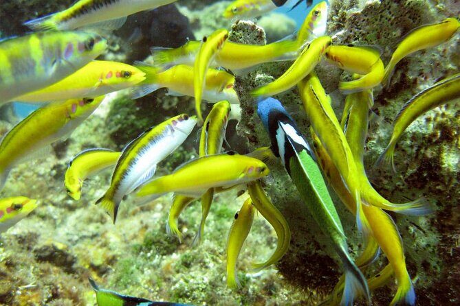 Montego Bay to Catamaran Cruise, Negril Beach and Rick's Café - A Full Breakdown of the Day