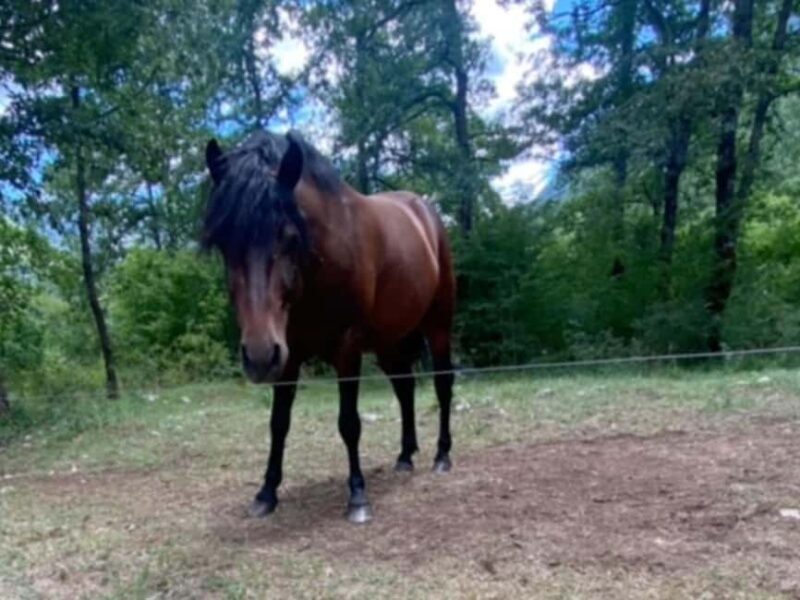 Montenegro: 7-Day Adventure Camp with Rafting & Horse Riding - Final Thoughts: Who Will Love This Tour?