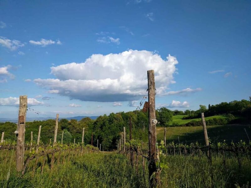 Montepulciano: Artisan Heroic Wine Tasting at the Terrace - Practical Details and Value